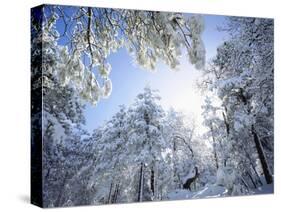 Freshly Snow-Covered Trees in Sunlight, Laguna Mountains, Cleveland National Forest, California-Christopher Talbot Frank-Stretched Canvas