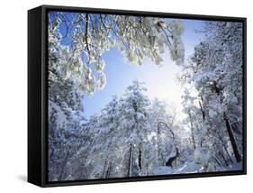 Freshly Snow-Covered Trees in Sunlight, Laguna Mountains, Cleveland National Forest, California-Christopher Talbot Frank-Framed Stretched Canvas