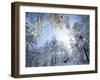 Freshly Snow-Covered Trees in Sunlight, Laguna Mountains, Cleveland National Forest, California-Christopher Talbot Frank-Framed Photographic Print