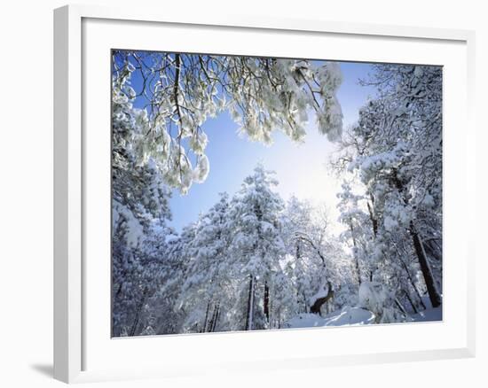 Freshly Snow-Covered Trees in Sunlight, Laguna Mountains, Cleveland National Forest, California-Christopher Talbot Frank-Framed Photographic Print