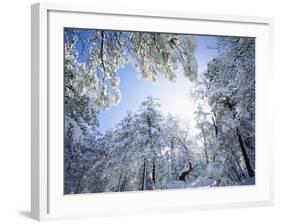 Freshly Snow-Covered Trees in Sunlight, Laguna Mountains, Cleveland National Forest, California-Christopher Talbot Frank-Framed Photographic Print