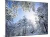Freshly Snow-Covered Trees in Sunlight, Laguna Mountains, Cleveland National Forest, California-Christopher Talbot Frank-Mounted Photographic Print