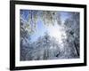 Freshly Snow-Covered Trees in Sunlight, Laguna Mountains, Cleveland National Forest, California-Christopher Talbot Frank-Framed Photographic Print