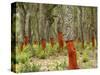 Freshly Stripped Cork Oaks, Catalunya (Catalonia), Spain, Europe-John Miller-Stretched Canvas