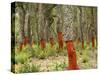 Freshly Stripped Cork Oaks, Catalunya (Catalonia), Spain, Europe-John Miller-Stretched Canvas