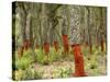 Freshly Stripped Cork Oaks, Catalunya (Catalonia), Spain, Europe-John Miller-Stretched Canvas