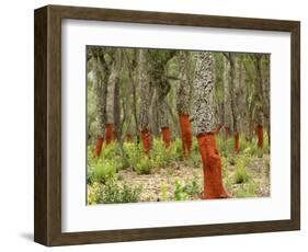 Freshly Stripped Cork Oaks, Catalunya (Catalonia), Spain, Europe-John Miller-Framed Photographic Print