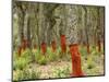 Freshly Stripped Cork Oaks, Catalunya (Catalonia), Spain, Europe-John Miller-Mounted Photographic Print