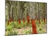 Freshly Stripped Cork Oaks, Catalunya (Catalonia), Spain, Europe-John Miller-Mounted Photographic Print