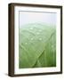 Freshly Washed White Cabbage-Axel Weiss-Framed Premium Photographic Print