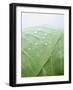 Freshly Washed White Cabbage-Axel Weiss-Framed Premium Photographic Print