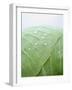 Freshly Washed White Cabbage-Axel Weiss-Framed Photographic Print