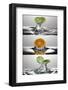 FreshSplash Citrus Triptych-Steve Gadomski-Framed Photographic Print