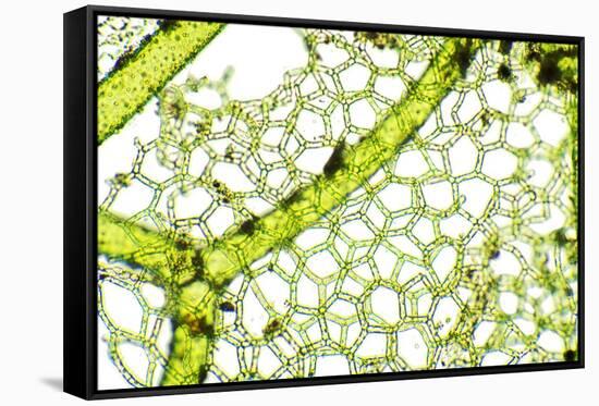 Freshwater Alga, Light Micrograph-Dr. Keith Wheeler-Framed Stretched Canvas