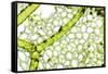 Freshwater Alga, Light Micrograph-Dr. Keith Wheeler-Framed Stretched Canvas