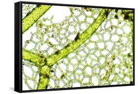 Freshwater Alga, Light Micrograph-Dr. Keith Wheeler-Framed Stretched Canvas