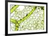 Freshwater Alga, Light Micrograph-Dr. Keith Wheeler-Framed Photographic Print