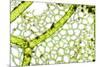 Freshwater Alga, Light Micrograph-Dr. Keith Wheeler-Mounted Photographic Print