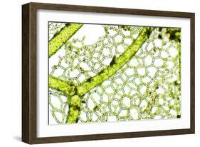 Freshwater Alga, Light Micrograph-Dr. Keith Wheeler-Framed Photographic Print