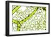 Freshwater Alga, Light Micrograph-Dr. Keith Wheeler-Framed Photographic Print