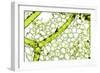 Freshwater Alga, Light Micrograph-Dr. Keith Wheeler-Framed Photographic Print