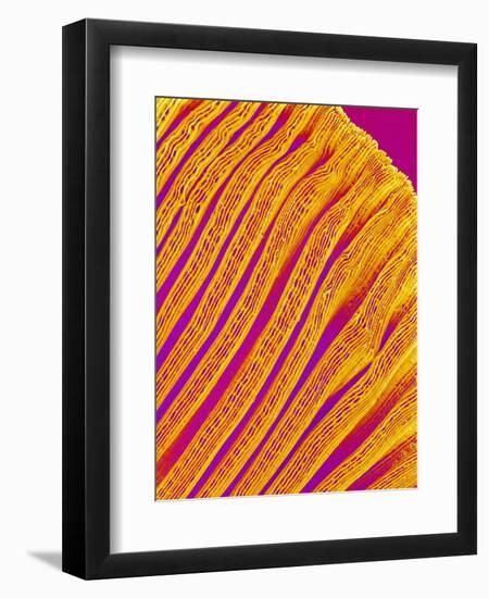 Freshwater Clam Gills-Micro Discovery-Framed Premium Photographic Print