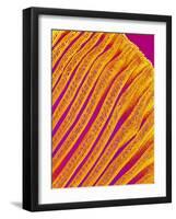 Freshwater Clam Gills-Micro Discovery-Framed Photographic Print
