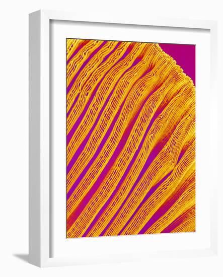 Freshwater Clam Gills-Micro Discovery-Framed Photographic Print
