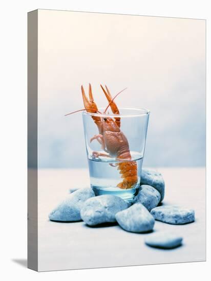 Freshwater Crayfish in a Glass of Water-Tim Thiel-Stretched Canvas