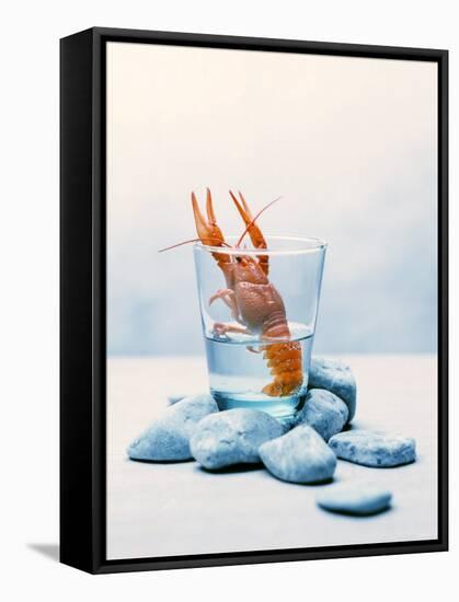 Freshwater Crayfish in a Glass of Water-Tim Thiel-Framed Stretched Canvas