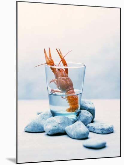 Freshwater Crayfish in a Glass of Water-Tim Thiel-Mounted Photographic Print