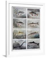 Freshwater Fish, 1897-F Meaulle-Framed Giclee Print