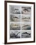 Freshwater Fish, 1897-F Meaulle-Framed Giclee Print