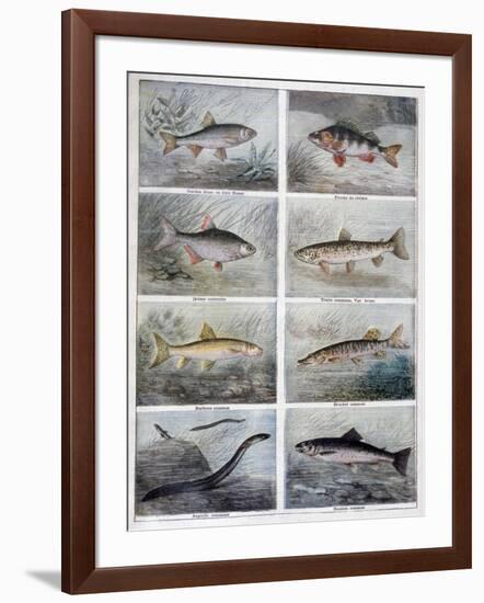 Freshwater Fish, 1897-F Meaulle-Framed Giclee Print