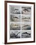 Freshwater Fish, 1897-F Meaulle-Framed Giclee Print