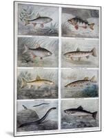 Freshwater Fish, 1897-F Meaulle-Mounted Giclee Print