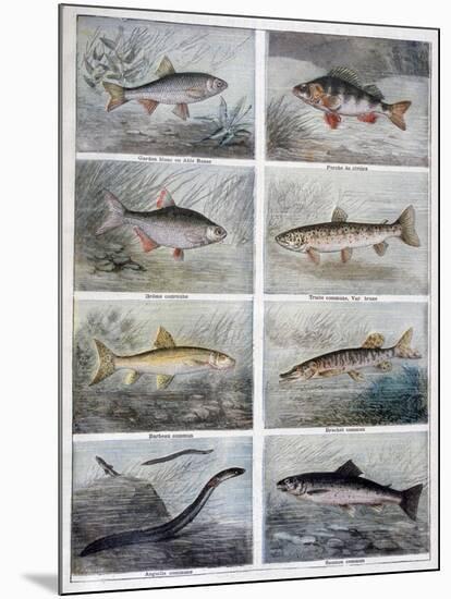 Freshwater Fish, 1897-F Meaulle-Mounted Giclee Print