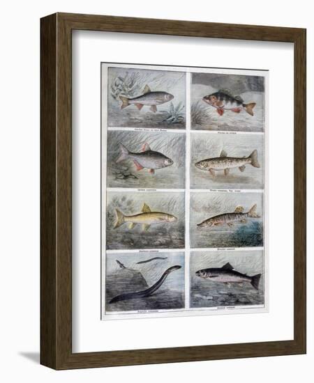 Freshwater Fish, 1897-F Meaulle-Framed Giclee Print