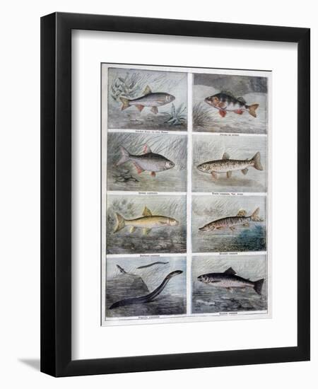 Freshwater Fish, 1897-F Meaulle-Framed Giclee Print