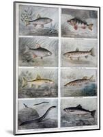 Freshwater Fish, 1897-F Meaulle-Mounted Giclee Print