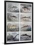 Freshwater Fish, 1897-F Meaulle-Framed Premium Giclee Print