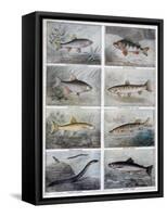 Freshwater Fish, 1897-F Meaulle-Framed Stretched Canvas