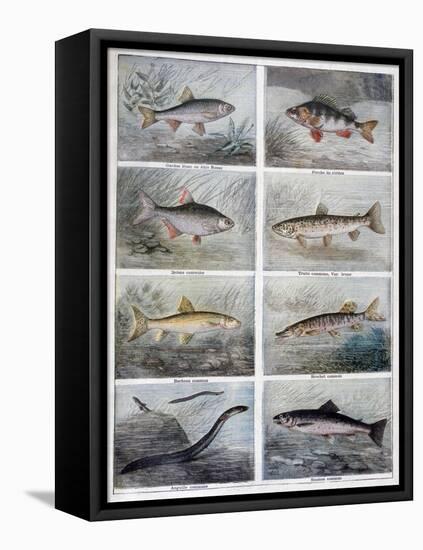 Freshwater Fish, 1897-F Meaulle-Framed Stretched Canvas