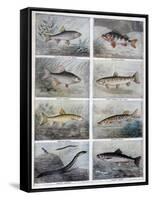 Freshwater Fish, 1897-F Meaulle-Framed Stretched Canvas