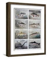 Freshwater Fish, 1897-F Meaulle-Framed Giclee Print