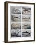 Freshwater Fish, 1897-F Meaulle-Framed Giclee Print