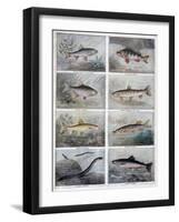 Freshwater Fish, 1897-F Meaulle-Framed Giclee Print