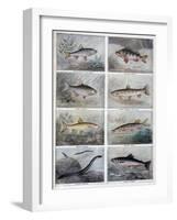 Freshwater Fish, 1897-F Meaulle-Framed Giclee Print