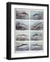 Freshwater Fish, 1898-F Meaulle-Framed Giclee Print