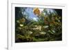 Freshwater fish, Cenote Nicte-Ha, Yucatan Peninsula, Mexico-Franco Banfi-Framed Photographic Print